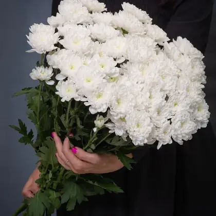 Букет из 10 белых кустовых хризантем